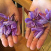 Vermont-grown saffron from Golden Thread Farm